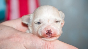 Щенок не открывает глаза: причины