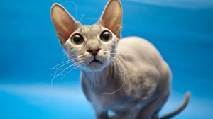Кот сфинкс: уход, характер и особенности породы