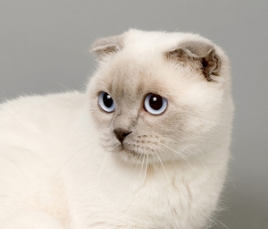 Шотландская кошка фото Милая шотландская кошка