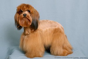 Петербургская орхидея: описание породы собаки и особенности содержания