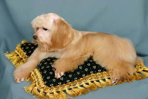 Орхидея Петербургская- хорошенькая собачка