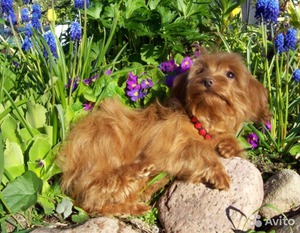 Миниатюрная собачка породы Орхидея Петербургская