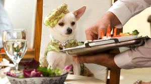 Питание собаки чихуахуа