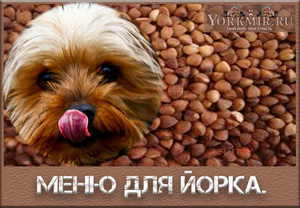 Чем кормить йоркширского терьера: лучший корм для йорка