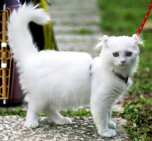 Красивая порода кошки Американский кёрл