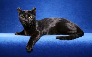 Кот породы Американский кёрл