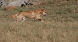 Дикая собака динго охотится