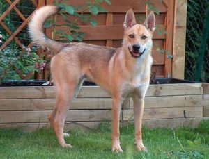 Собака динго - приручение