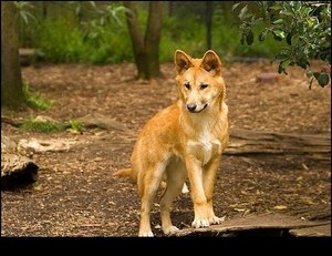 Верная собака динго