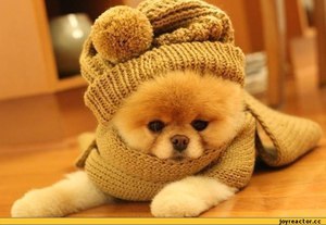 Утепленный шпиц