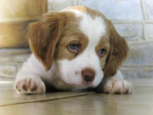 Голубоглазый щенок