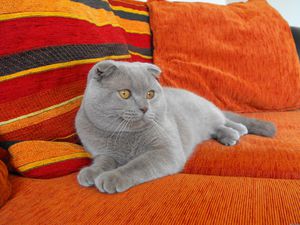 Британская вислоухая кошка: уход, особенности и котята