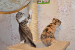  Котёнок британский Вислоухий 