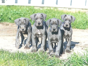 Немецкий дог щенки