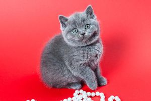 Британские котенки