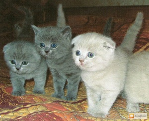 Яркие  британские котята