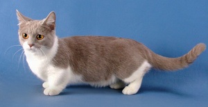 Бело-серый котик-такса