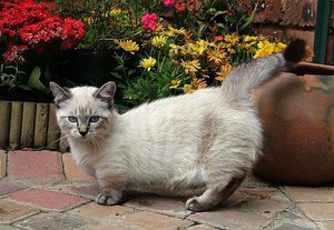 Манчкин гуляет во дворе