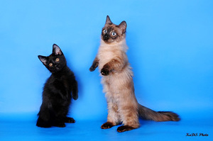 Любимая поза манчкинов