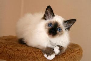 Бирманская порода кошки