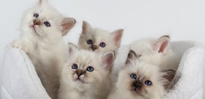 Священная бирма -род кота