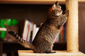 Уход за манчкином