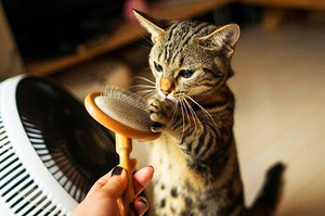 Уход за манчкином