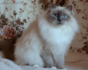 Священная бирма - порода котят