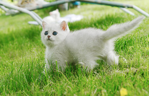 Котёнок Британской шиншиллы