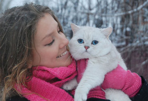 Как ухаживать за британской шиншиллой