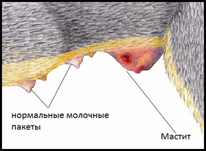 Гнойный мастит у кошек что делать