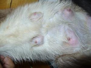 Гнойный мастит