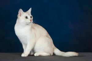 Порода бурмилла короткошёрстная