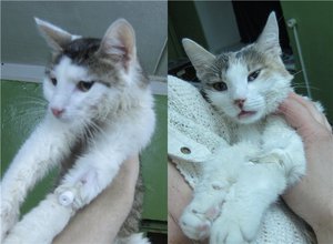 Инфекционная анемия