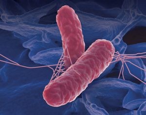 Заболевание сальмонеллез