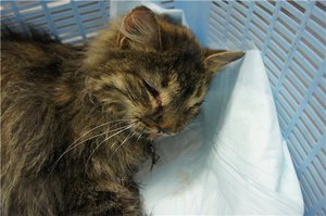 Кошачье бешенство