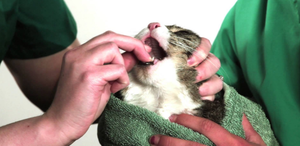 Дронтал для кошек и собак: инструкция по применению и дозировка