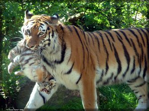 Виды кошачьих: полное разнообразие семейства Felidae