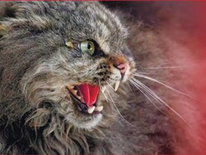 Буйная стадия бешенства кошек