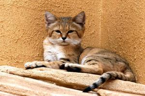 Редкая порода бархатной кошки