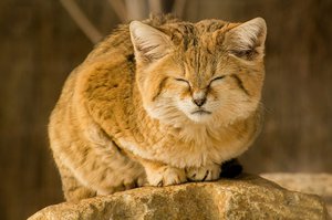 Редкая бархатная кошка