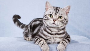 Американская короткошёрстная кошка: описание породы и особенности ухода