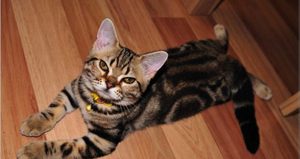 В чем особенность американской кошки