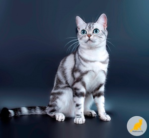 Окрас и тип шерсти американки