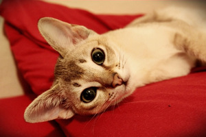 Сингапурская кошка: характеристика породы и особенности ухода