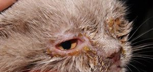 Симптомы заболевания