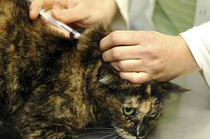 Признаки панлейкопении у кошек