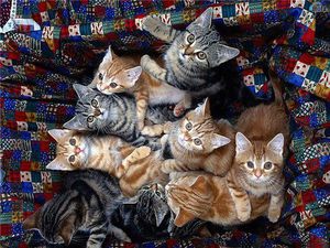 Анандин для кошек: инструкция по применению и дозировка