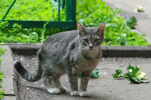 Как проявляется лейкоз у кошек