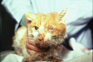 Лечение лейкоза